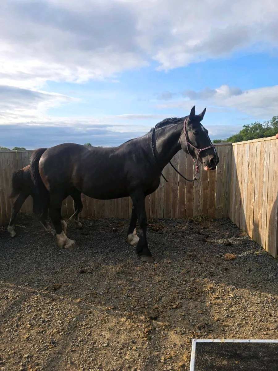 Mare riding or broodmare - Image 2