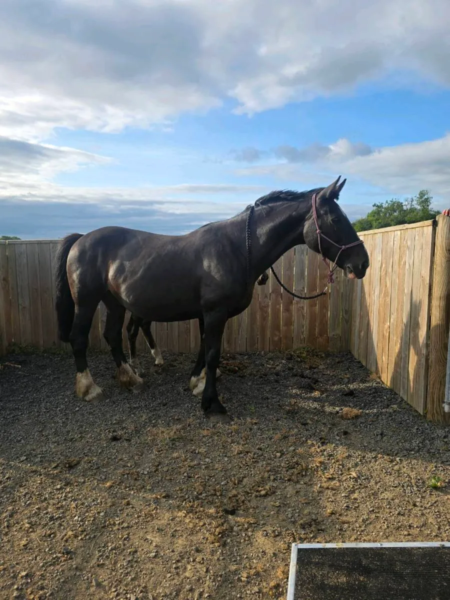 Mare riding or broodmare - Image 1