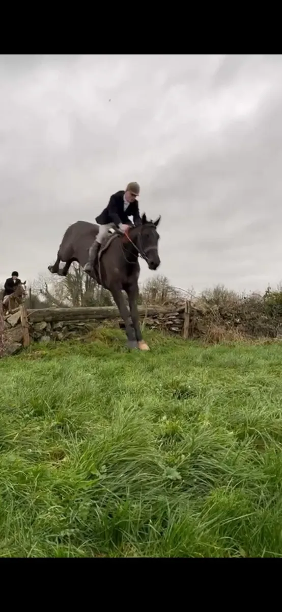 Mare riding or broodmare - Image 3