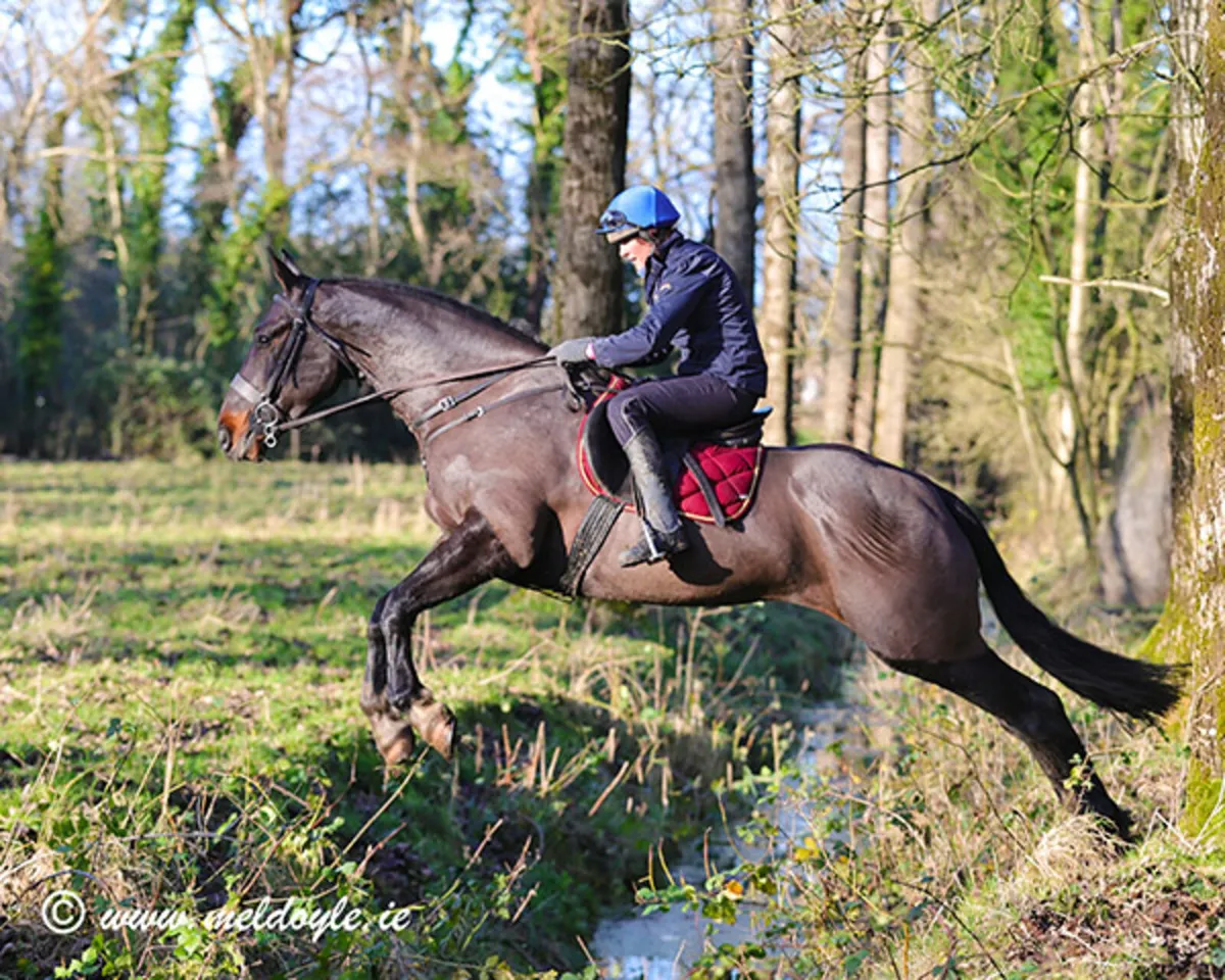 Mare riding or broodmare - Image 4
