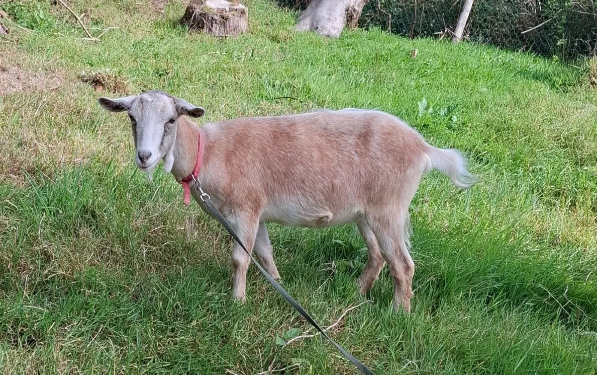 Goat