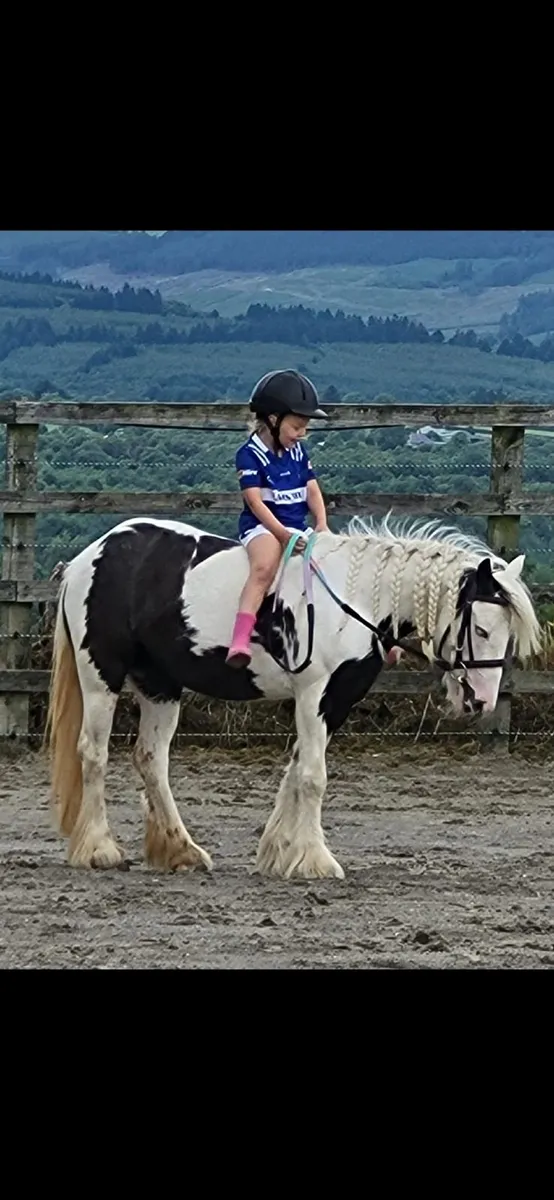 🐴Nancy 12.1 hh 6 year old cob pony 🐴 - Image 4