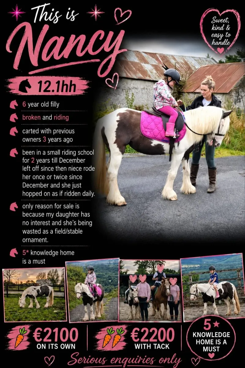 🐴Nancy 12.1 hh 6 year old cob pony 🐴 - Image 1