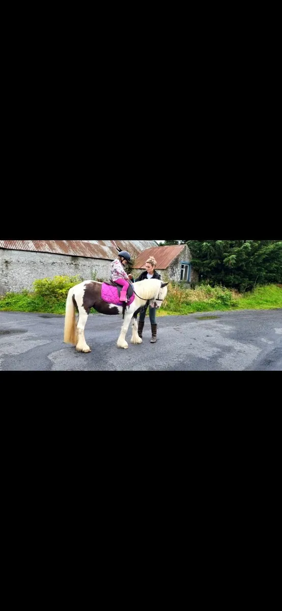 🐴Nancy 12.1 hh 6 year old cob pony 🐴 - Image 2