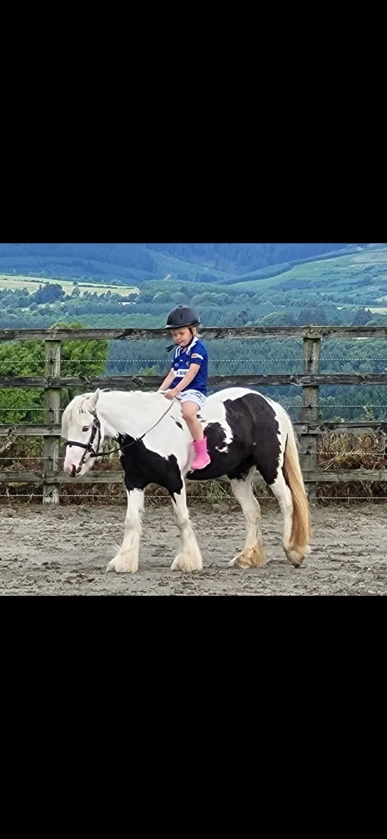 🐴Nancy 12.1 hh 6 year old cob pony 🐴 - Image 3