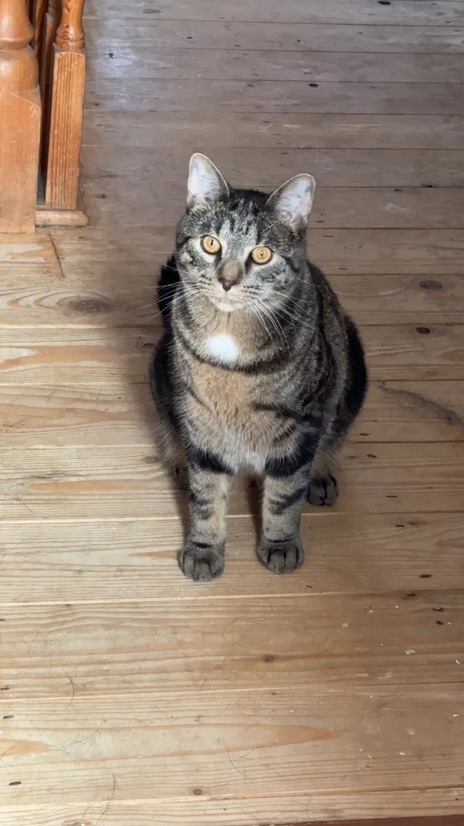 Lovely indoor cat - Image 1