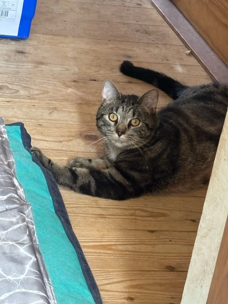 Lovely indoor cat - Image 2