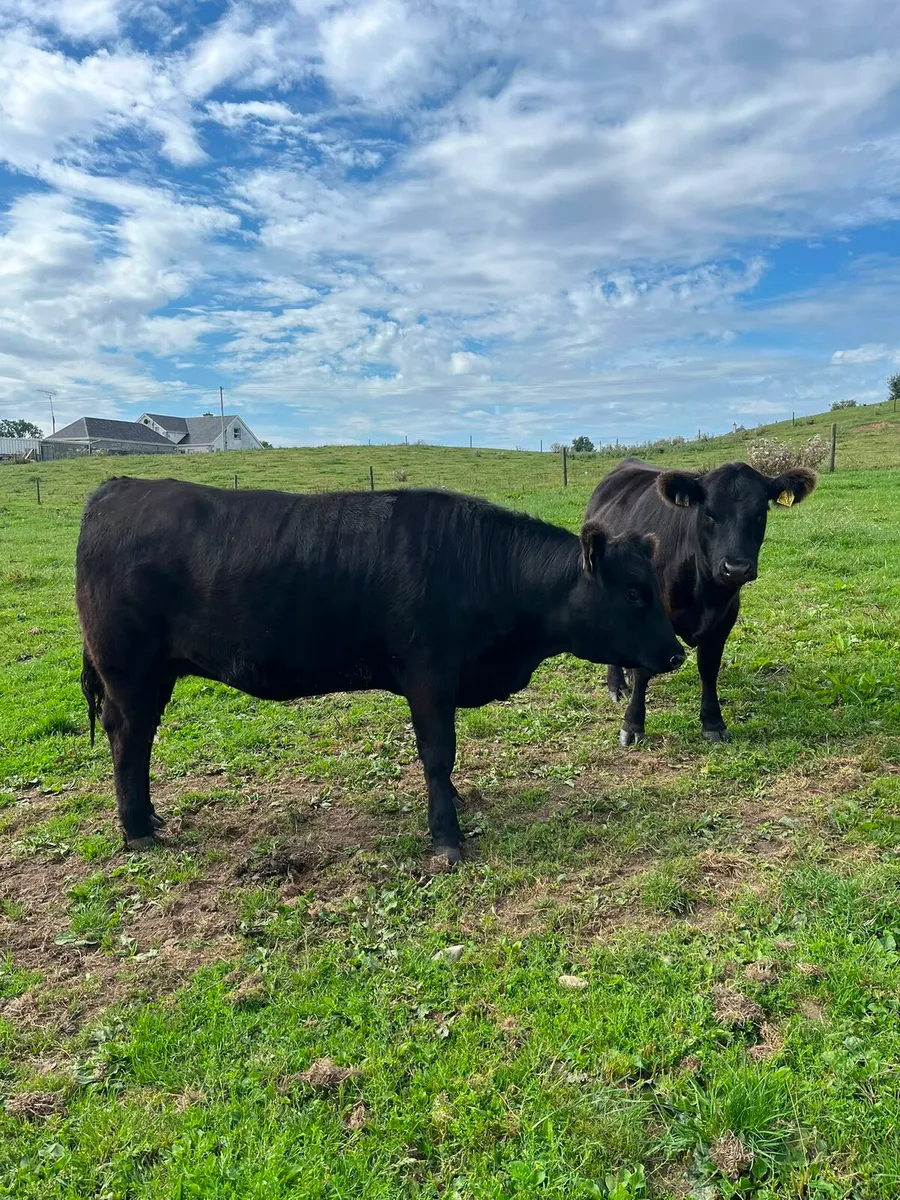 Pedigree angus heifers - Image 3