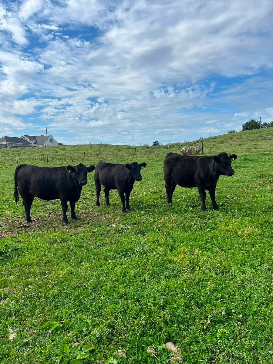 Pedigree angus heifers - Image 2