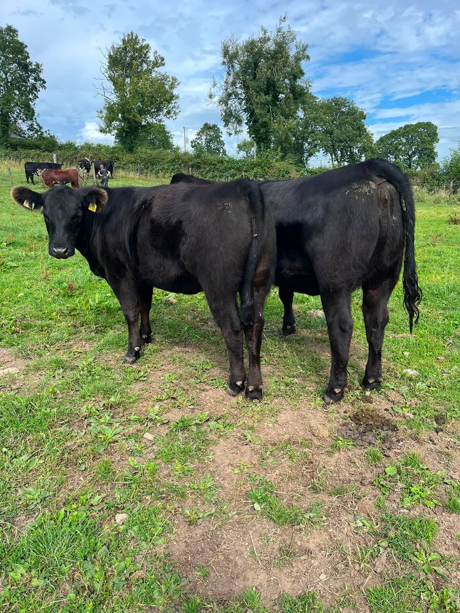 Pedigree angus heifers - Image 4
