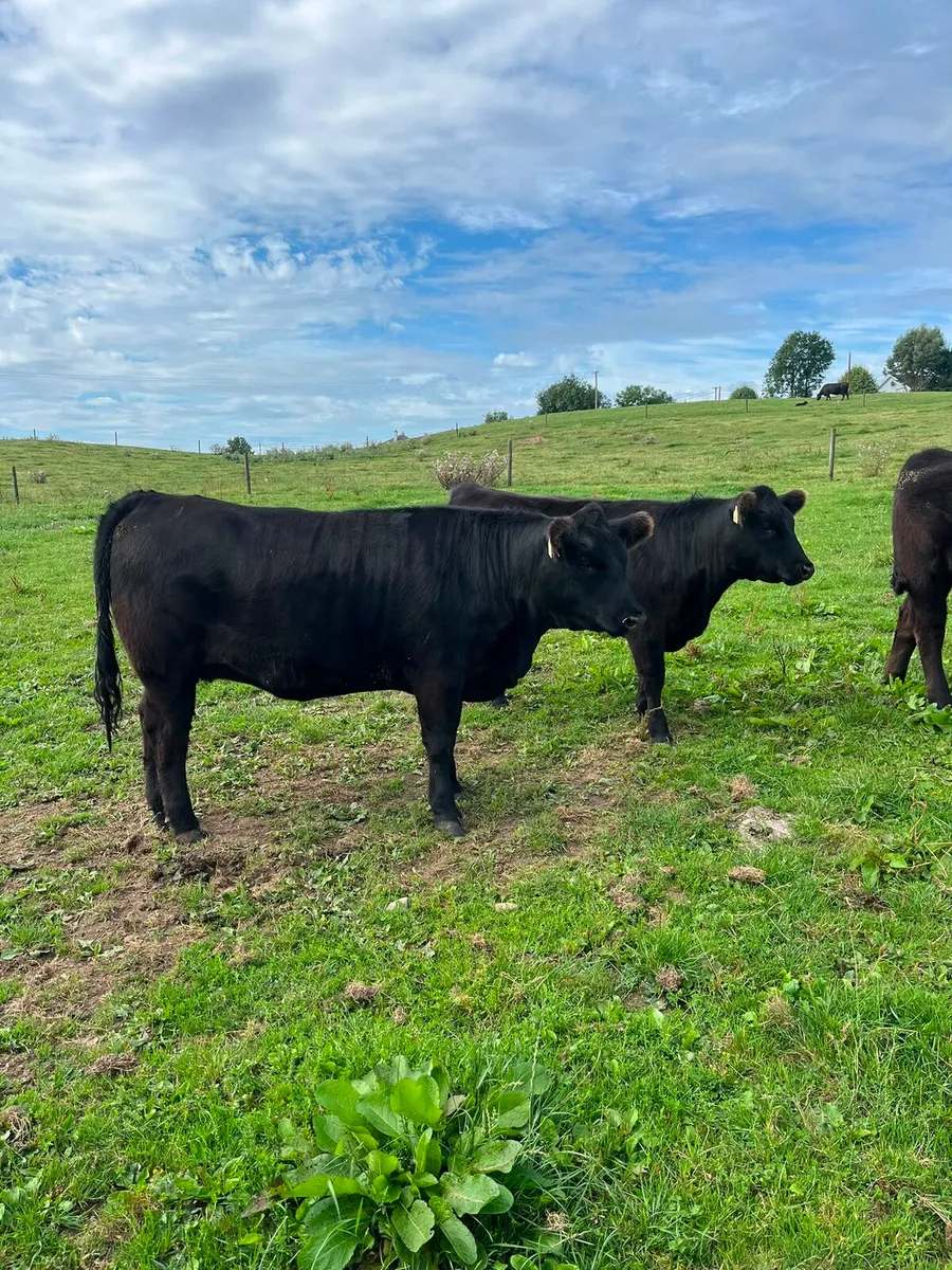 Pedigree angus heifers - Image 1