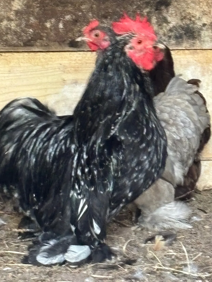 Bantams - Image 2