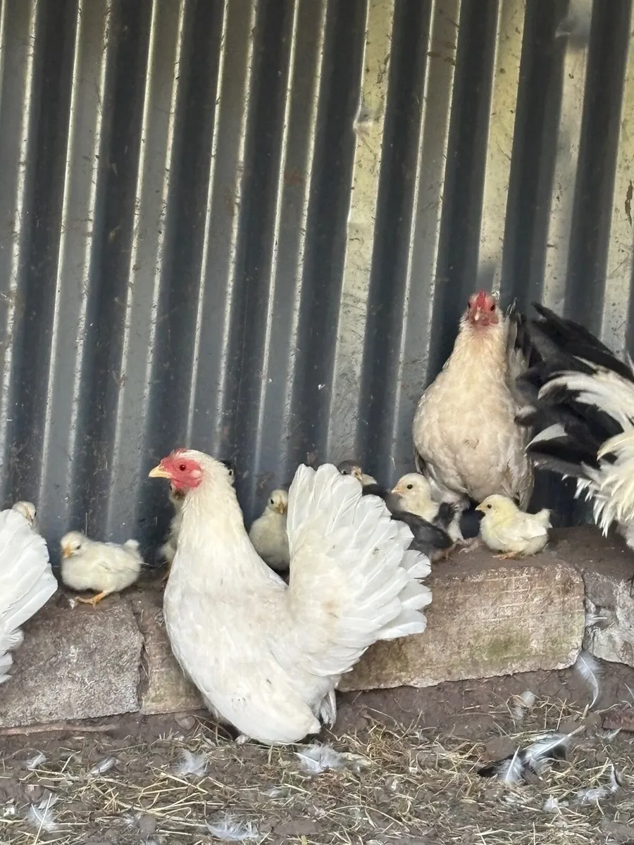 Bantams - Image 3