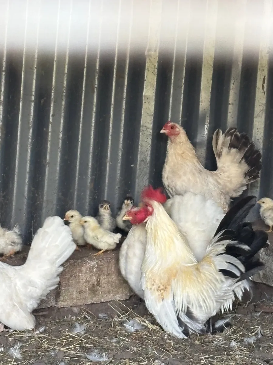Bantams - Image 1
