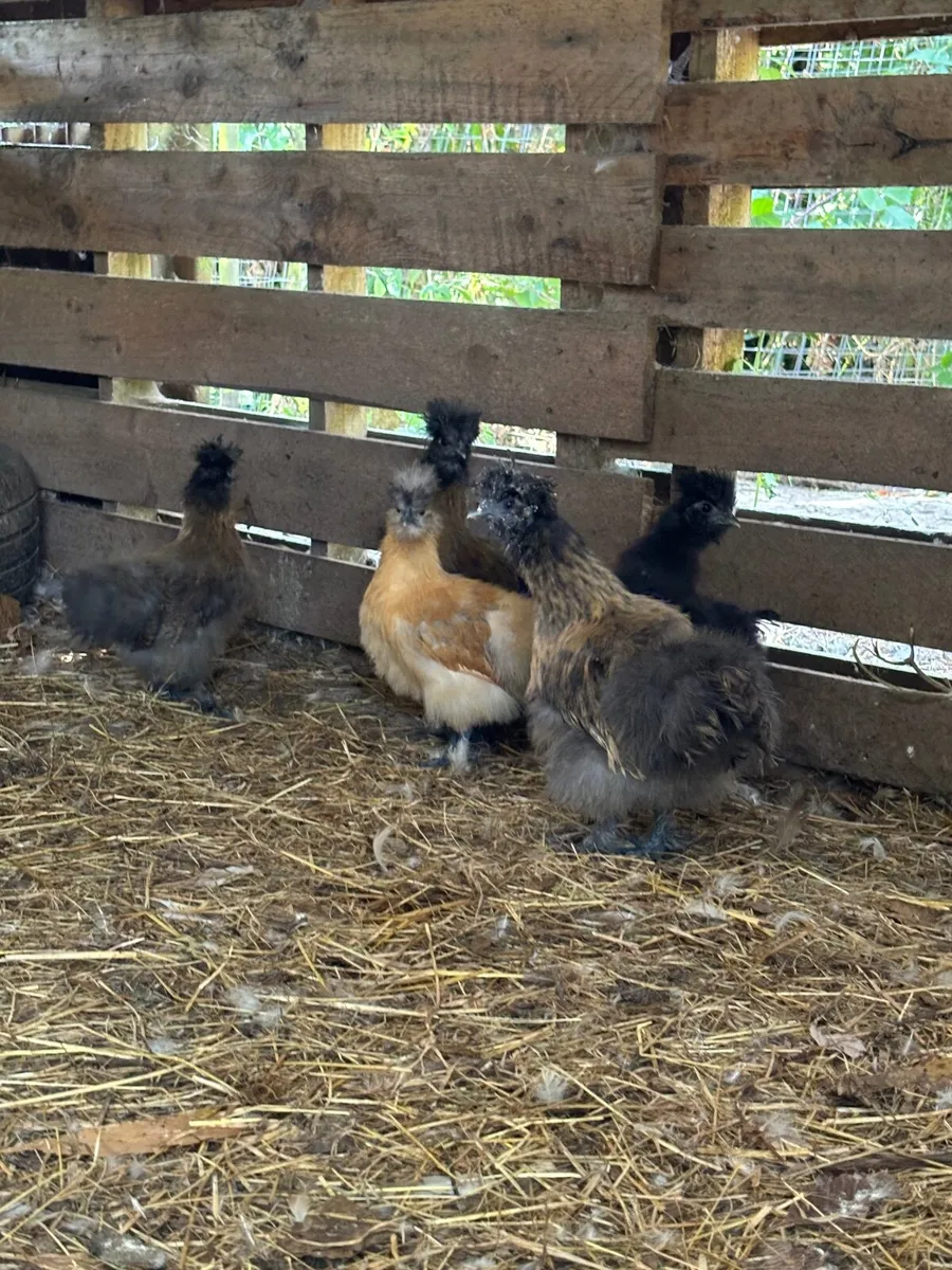 Silkie Bantams 10 in total - Image 3