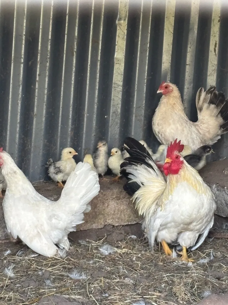 Bantams - Image 4