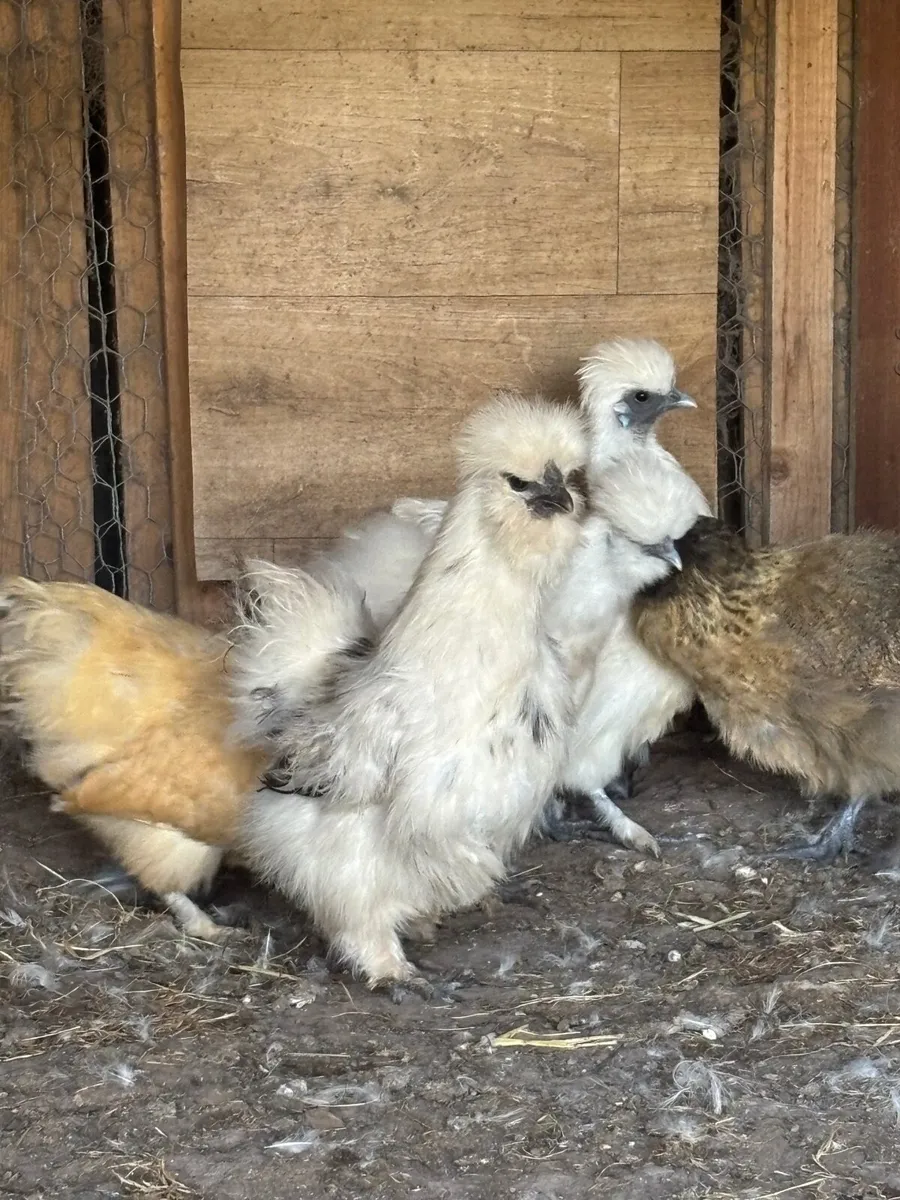 Silkie Bantams 10 in total - Image 1