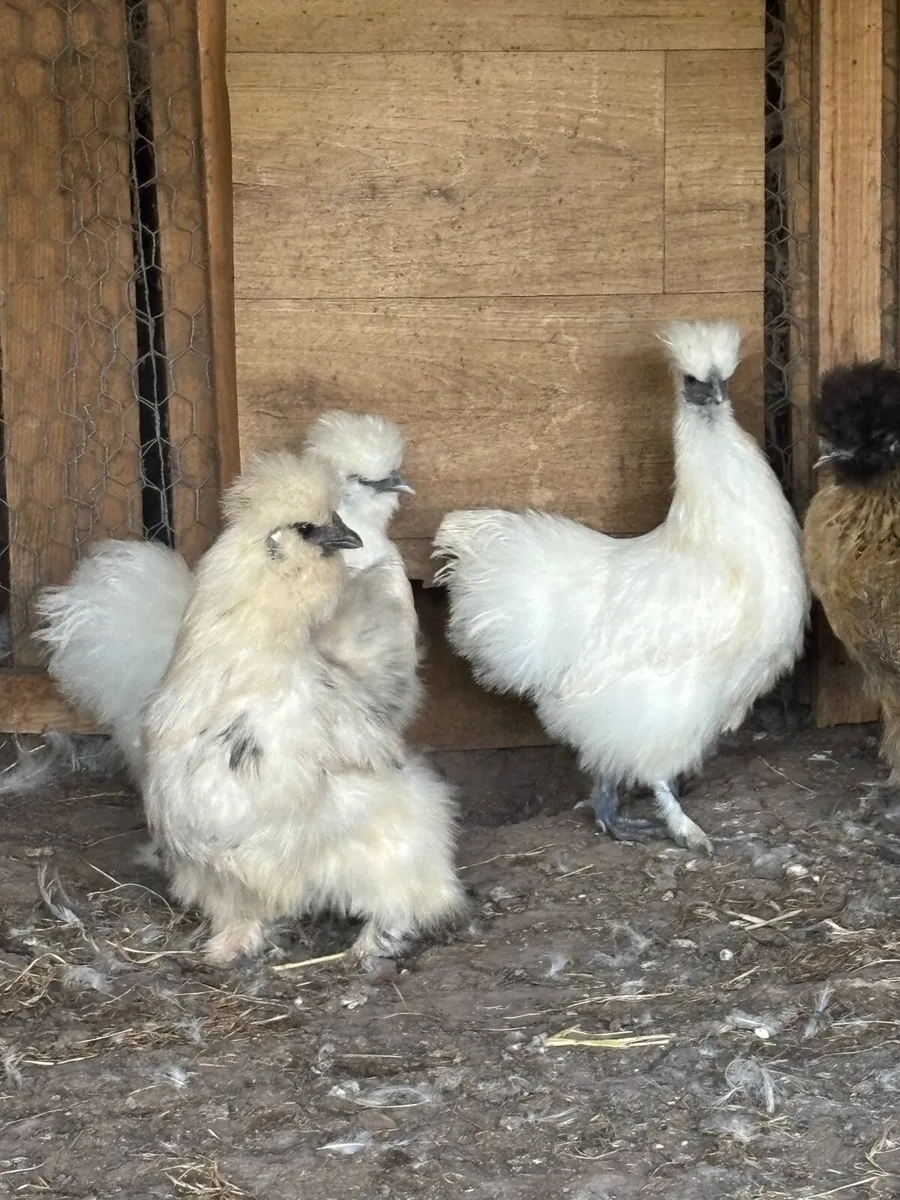 Silkie Bantams 10 in total - Image 2