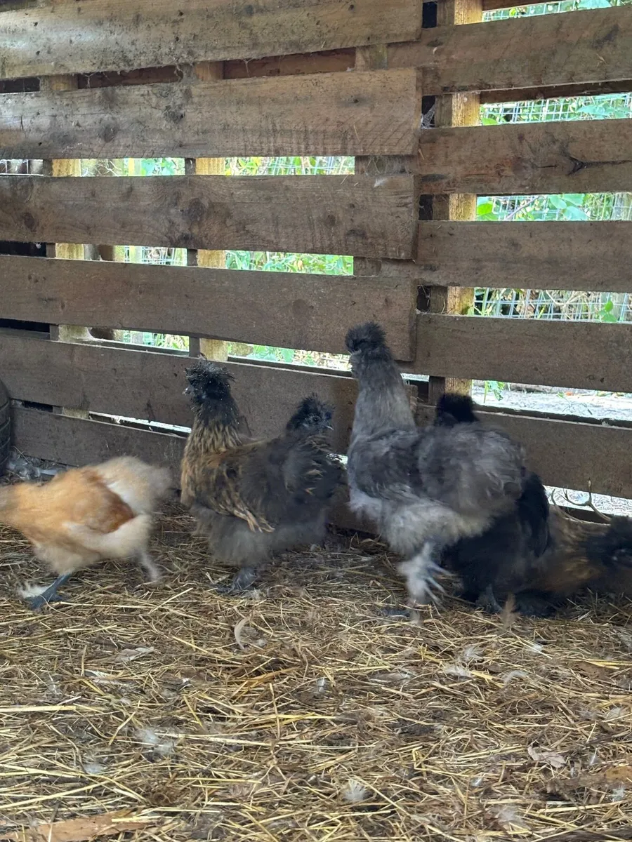 Silkie Bantams - Image 1