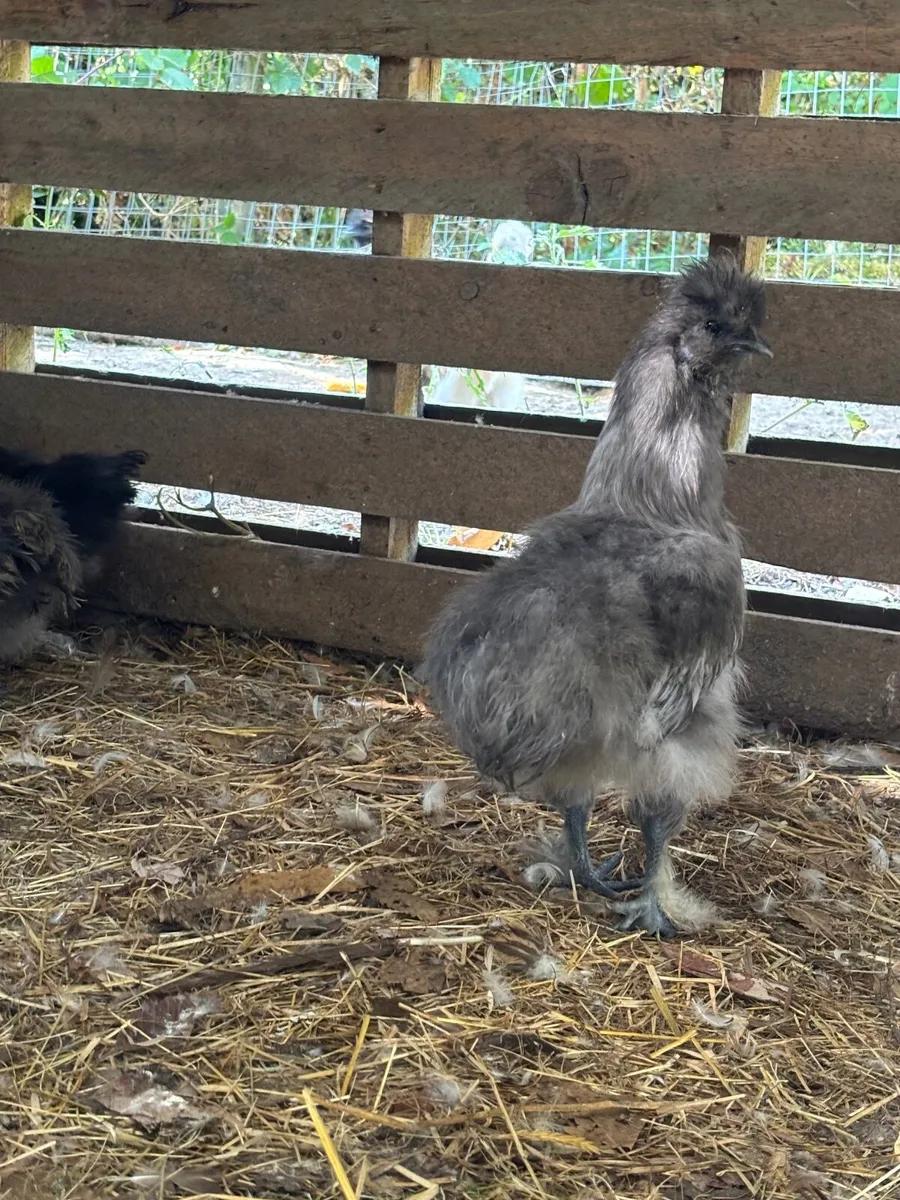 Silkie Bantams 10 in total - Image 4