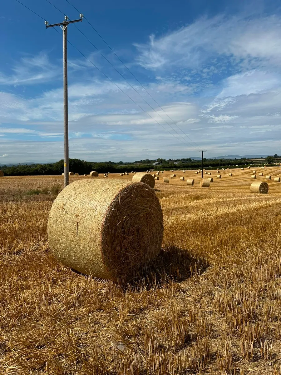 Rye Straw for sale 5x4 Round bales - Image 3