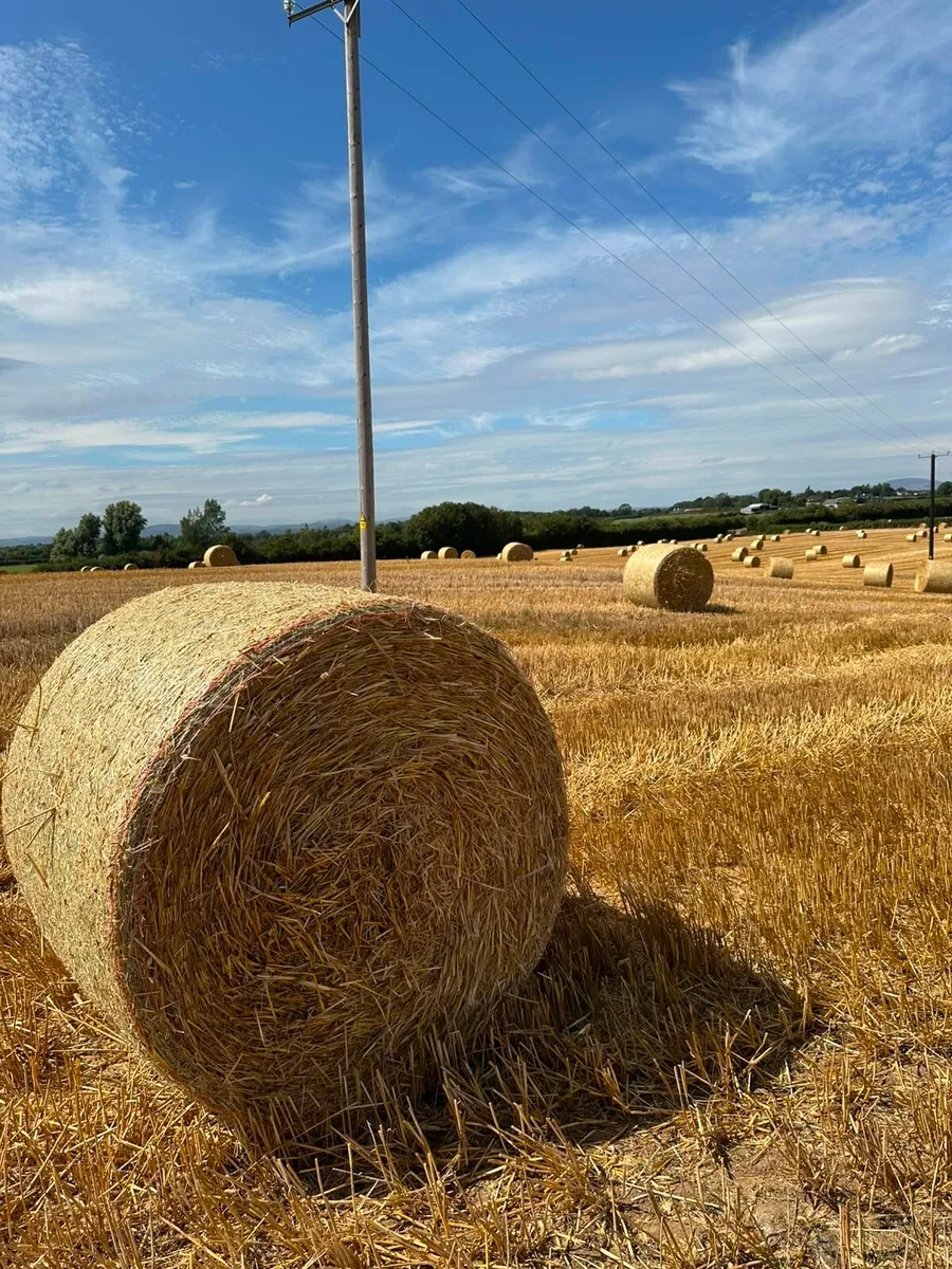 Rye Straw for sale 5x4 Round bales - Image 1