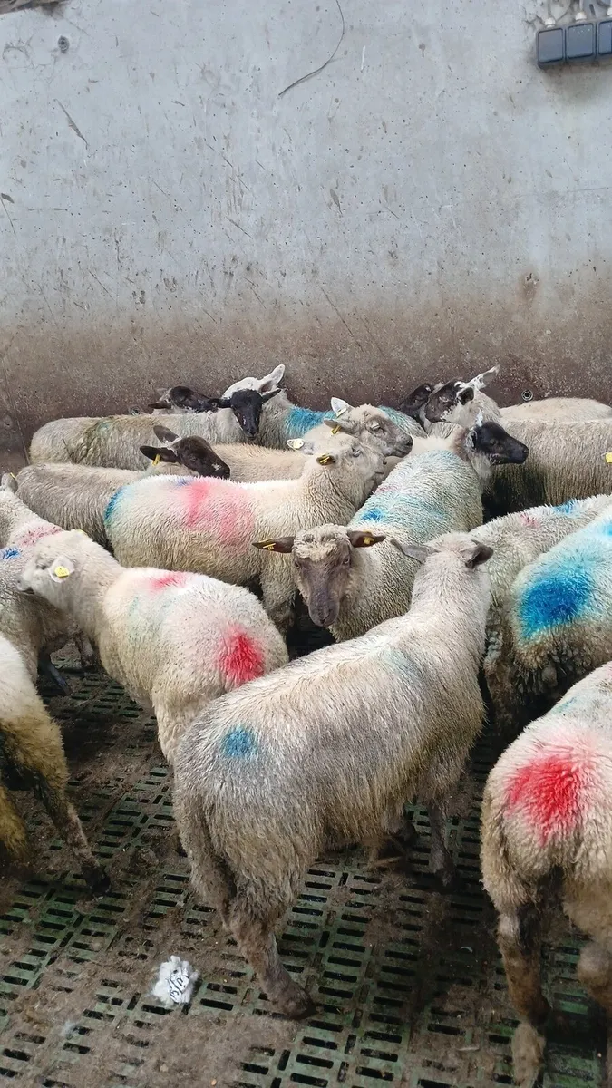 Sheep - Image 1