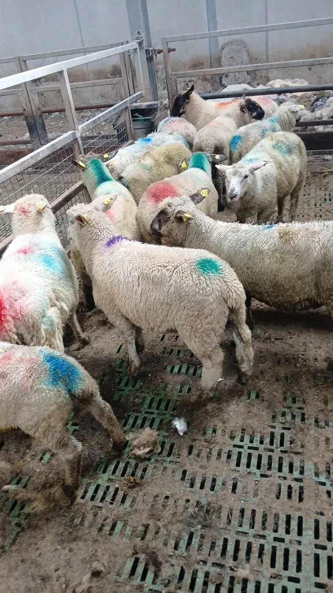 Sheep - Image 2