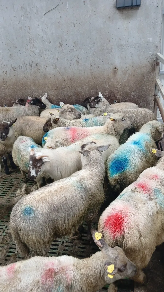 Sheep - Image 4
