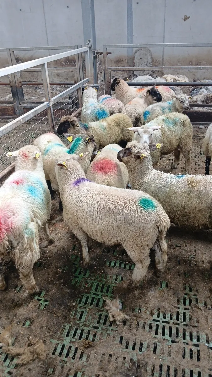 Sheep - Image 3