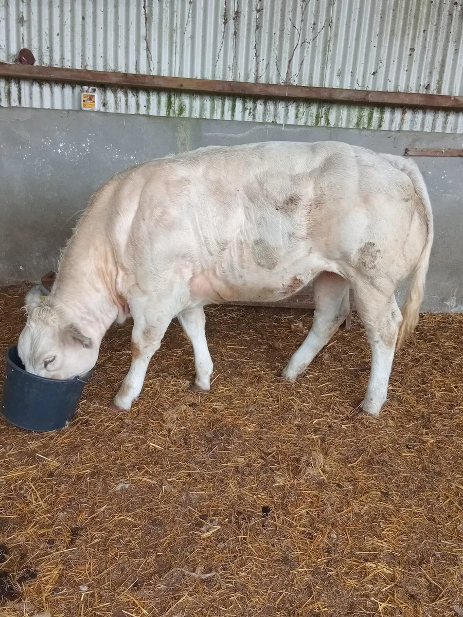Ballinasloe show and sale - Image 1