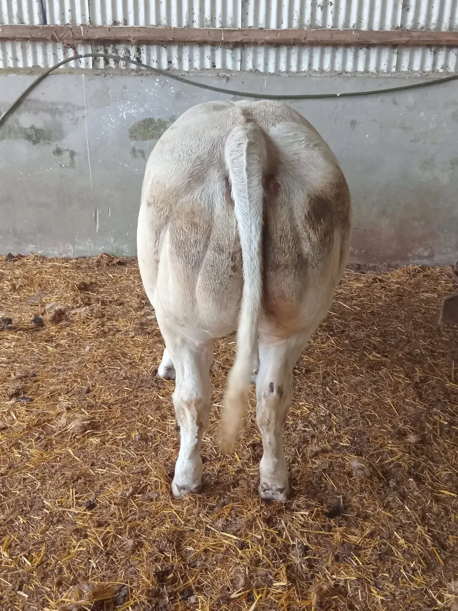 Ballinasloe show and sale - Image 2