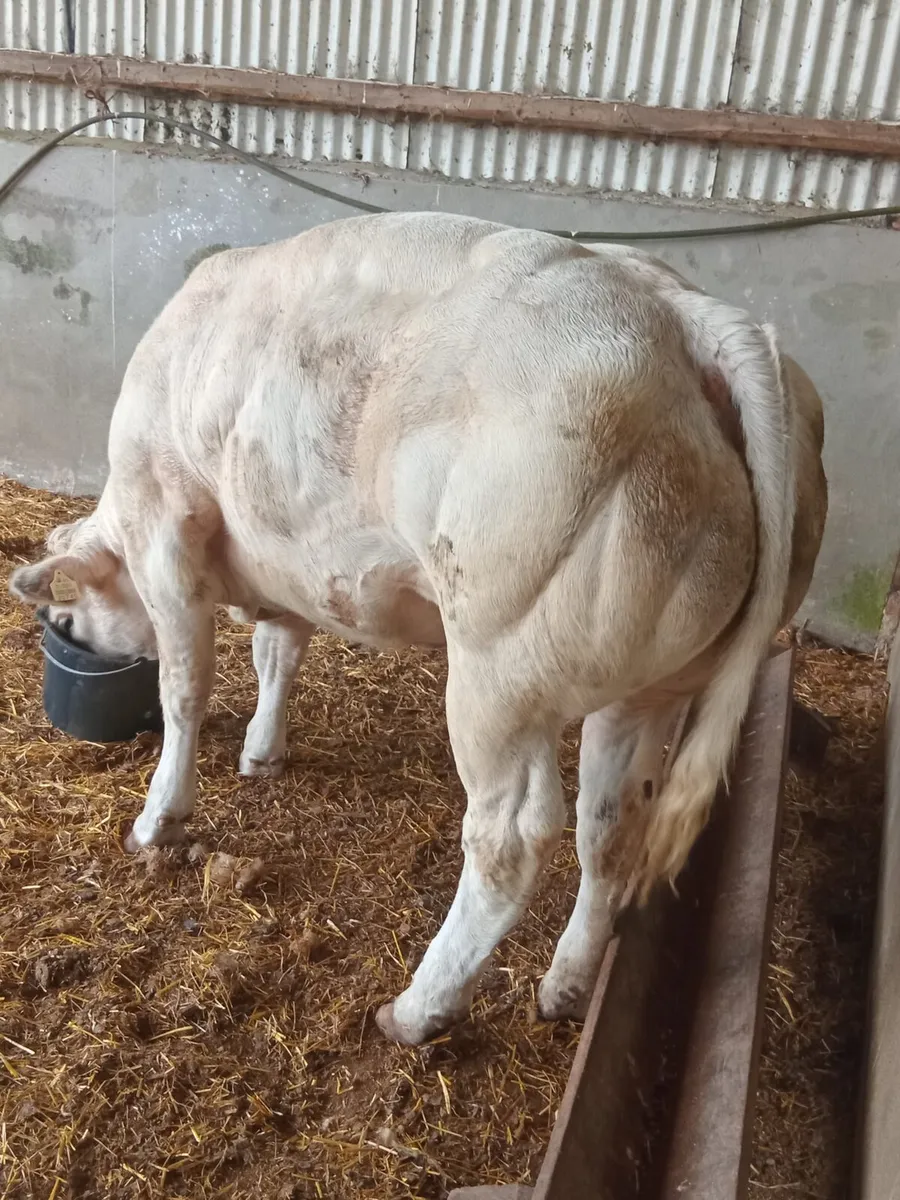 Ballinasloe show and sale - Image 3