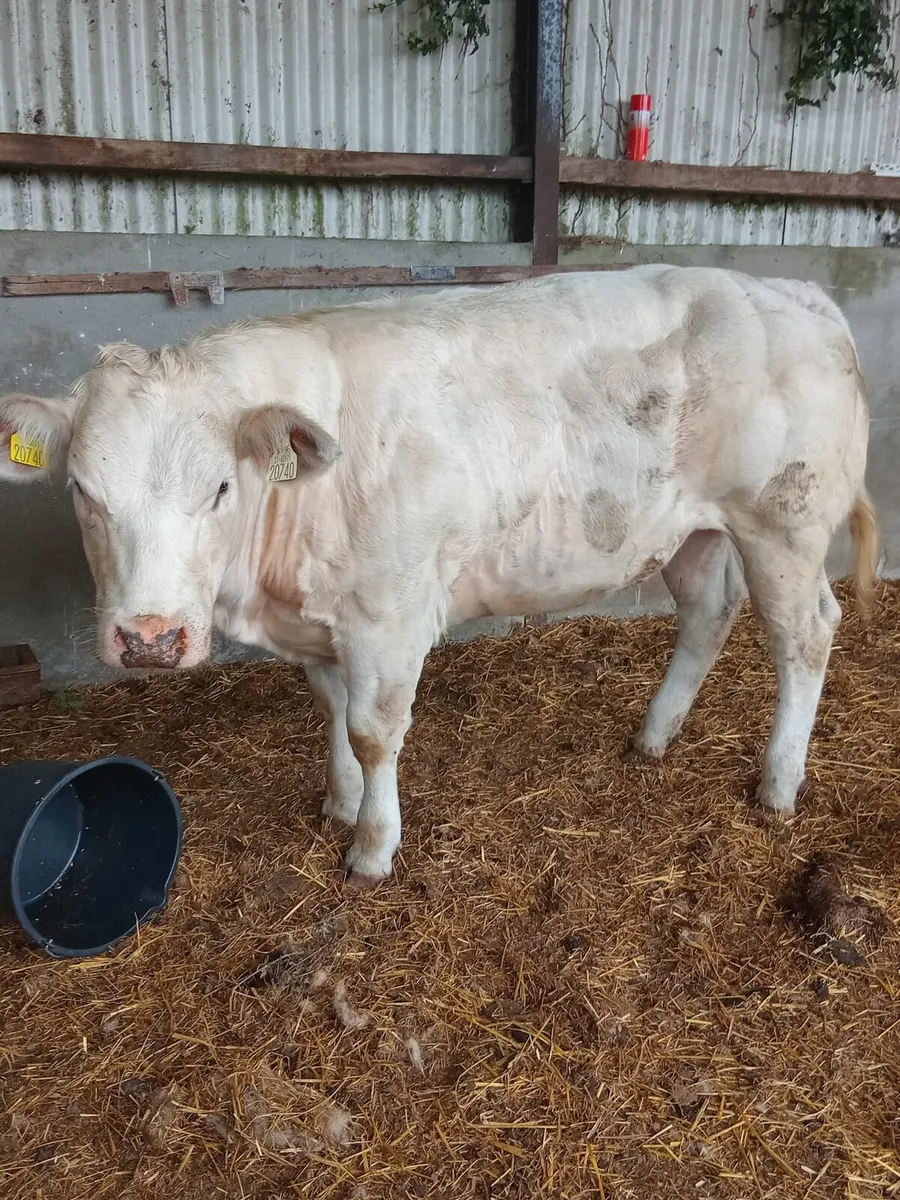 Ballinasloe show and sale - Image 4