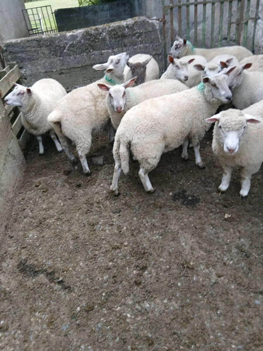11 Ewe Lambs - Image 2