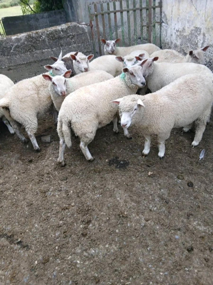 11 Ewe Lambs - Image 3