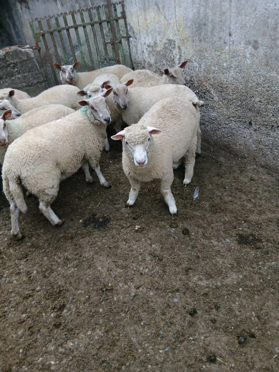 11 Ewe Lambs - Image 4