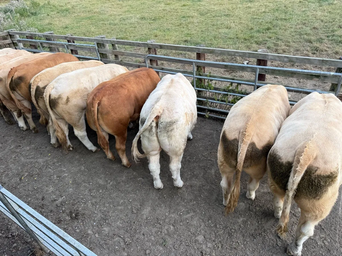 Beef cattle - Image 2