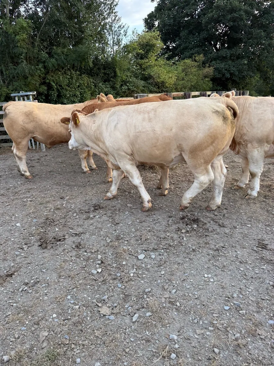Beef cattle - Image 3