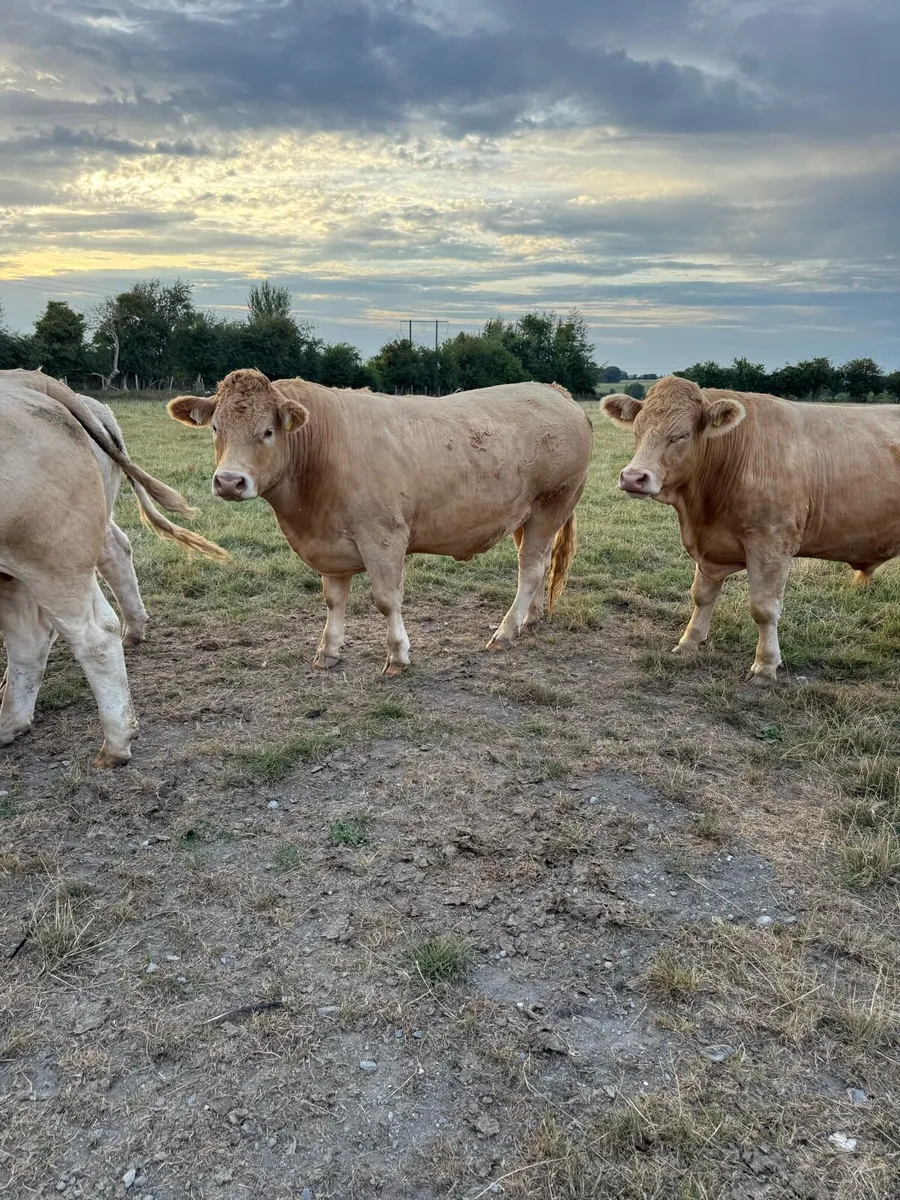Beef cattle - Image 4