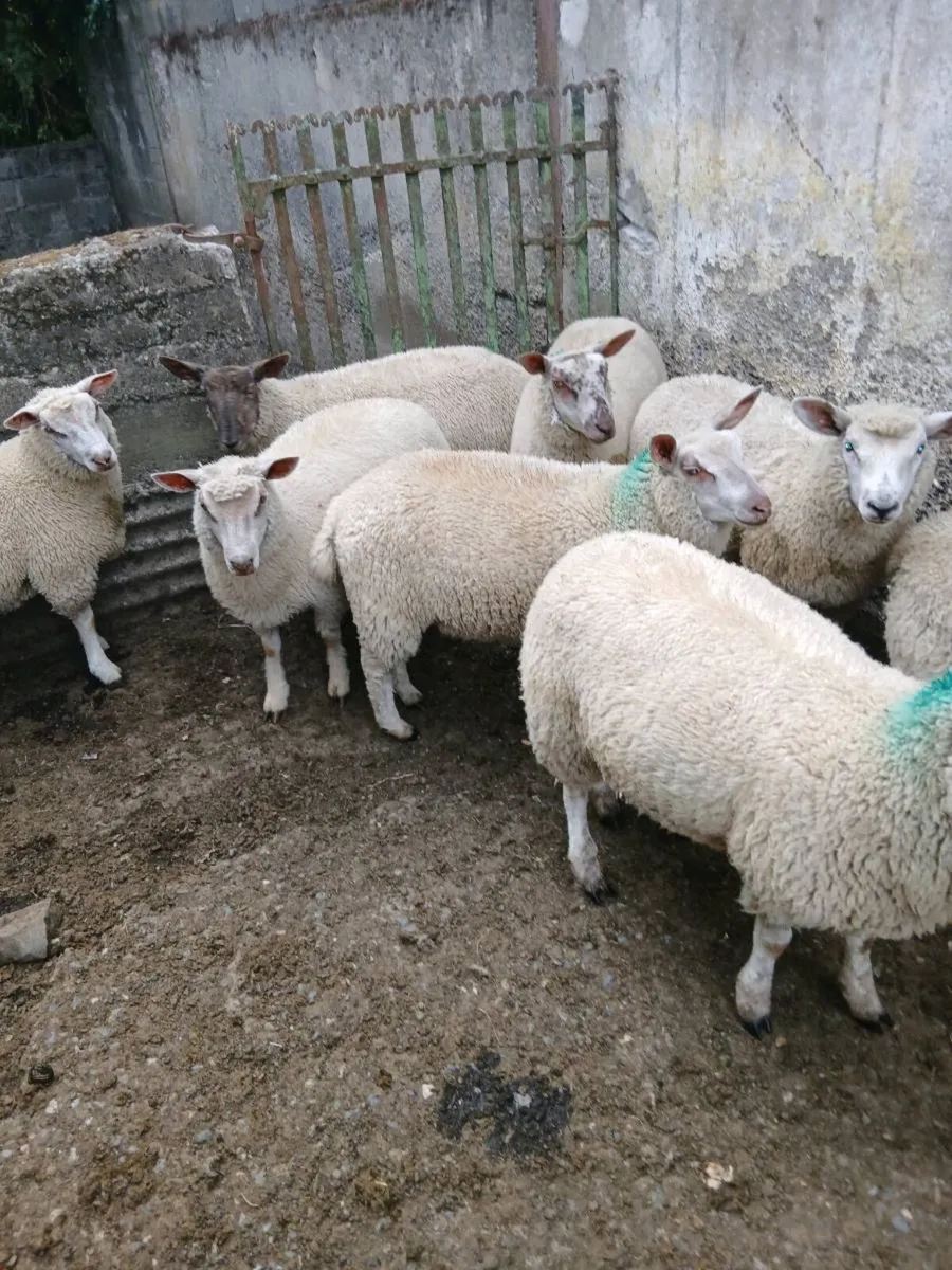 11 Ewe Lambs - Image 1