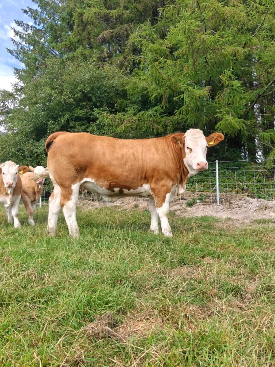 PBR Simmental Heifers - Image 2