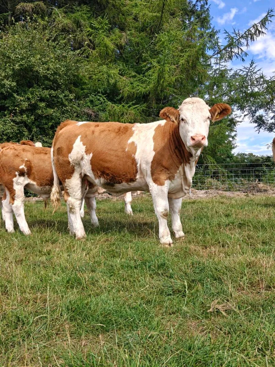 PBR Simmental Heifers - Image 3