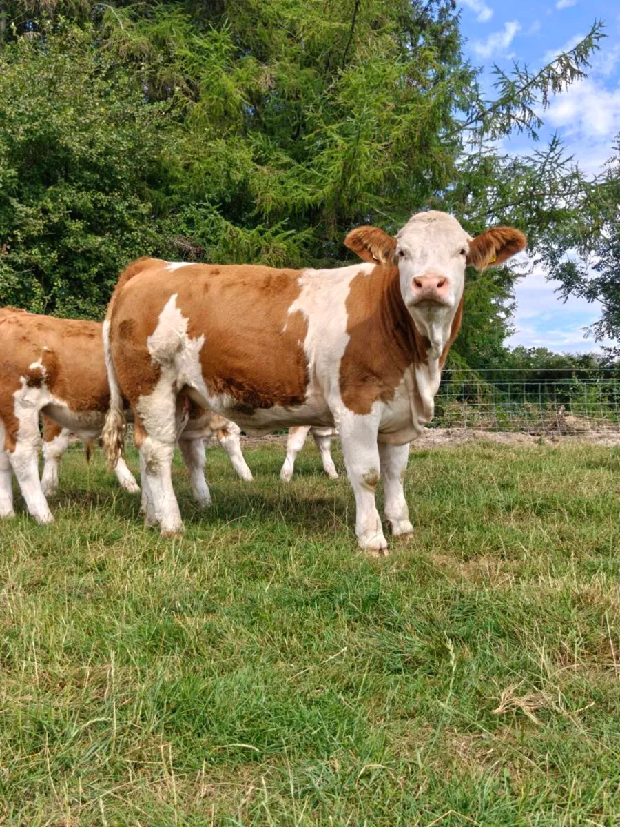 PBR Simmental Heifers - Image 4