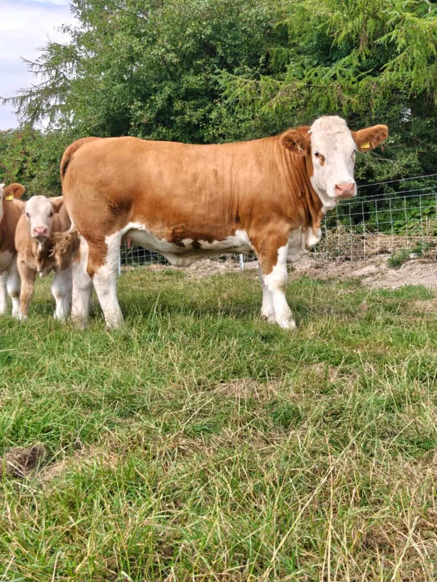 PBR Simmental Heifers - Image 1