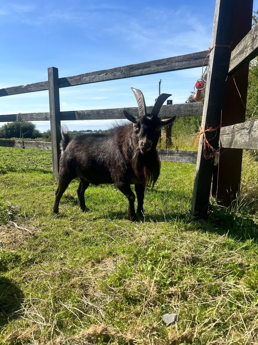 Pygmy goats - Image 4