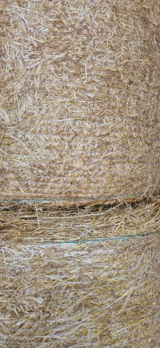 Spring barley straw - Image 1