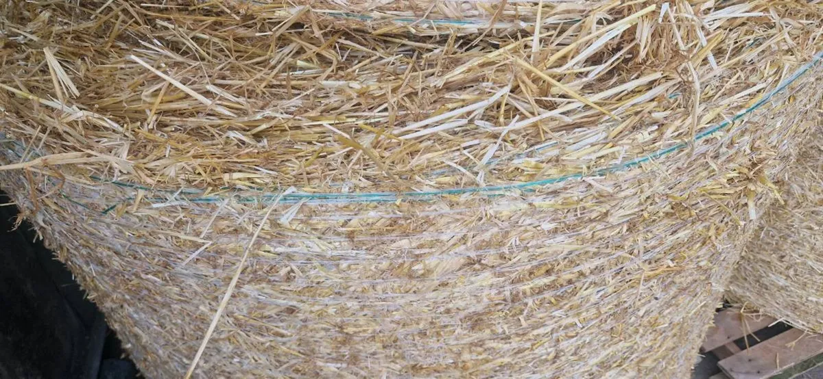 Spring barley straw - Image 2