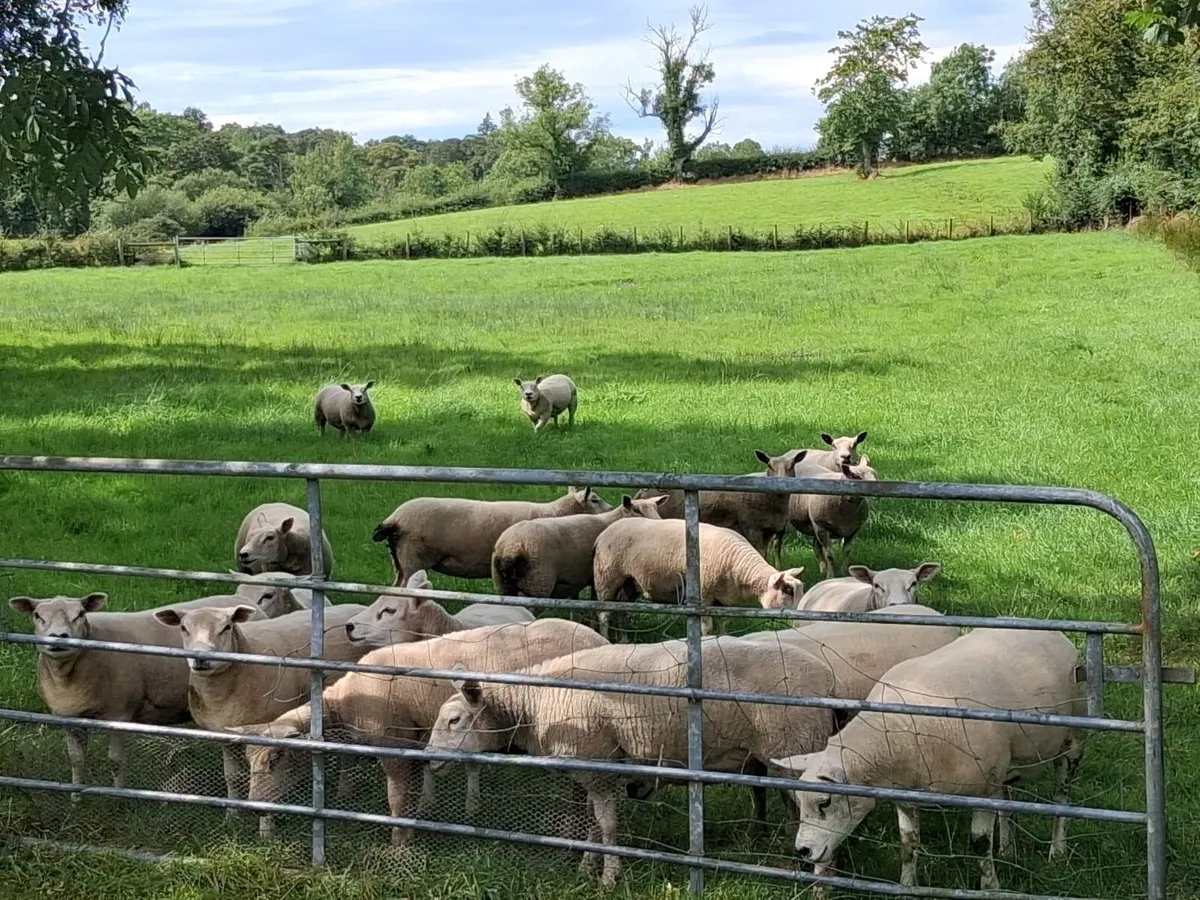 18 Hoggets - Image 1