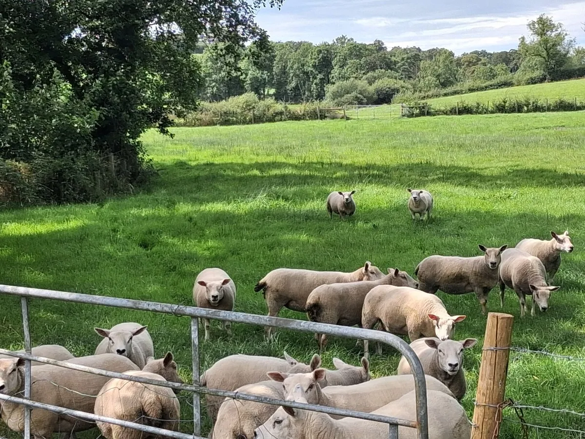 18 Hoggets - Image 2